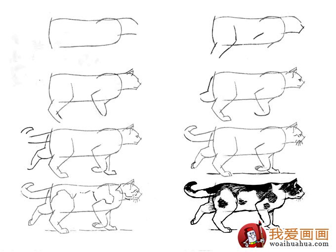 猫的22种画法()行走中的黑白花猫线描速写教程