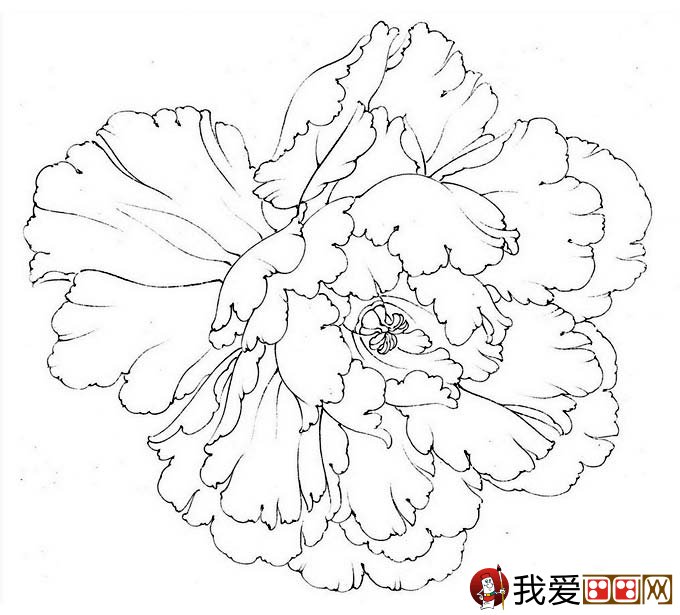 李晓明工笔牡丹花头的设色技法步骤2,白色花瓣:平涂淡白粉.