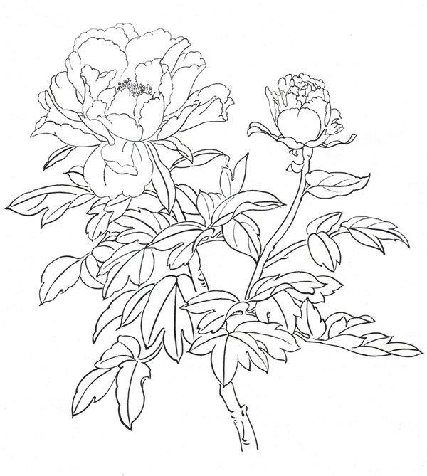学画画 其他绘画教程     二,牡丹白描技法    在表现牡丹花朵的时候