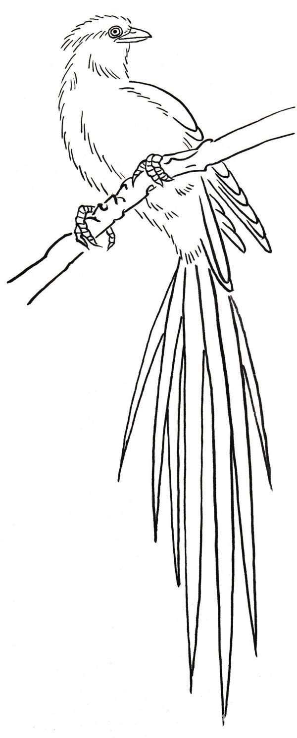 白描禽鸟蓝鹊的入门绘画教程(4)
