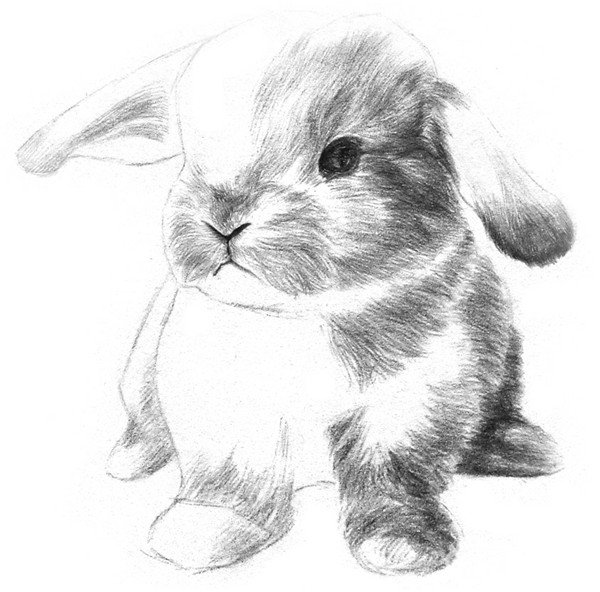 素描动物入门:素描小兔子的绘画步骤(3)