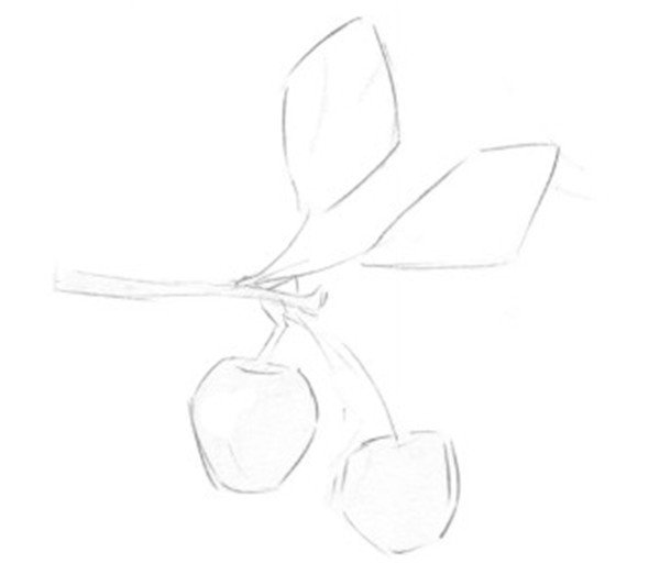 静物素描:小樱桃枝的绘画步骤