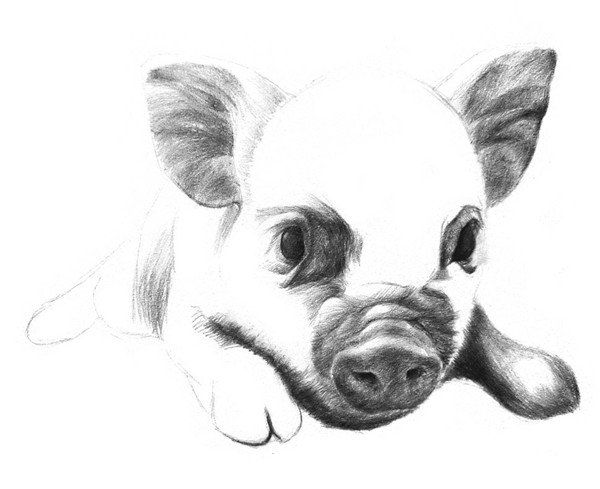 素描动物小猪的绘画步骤(3)