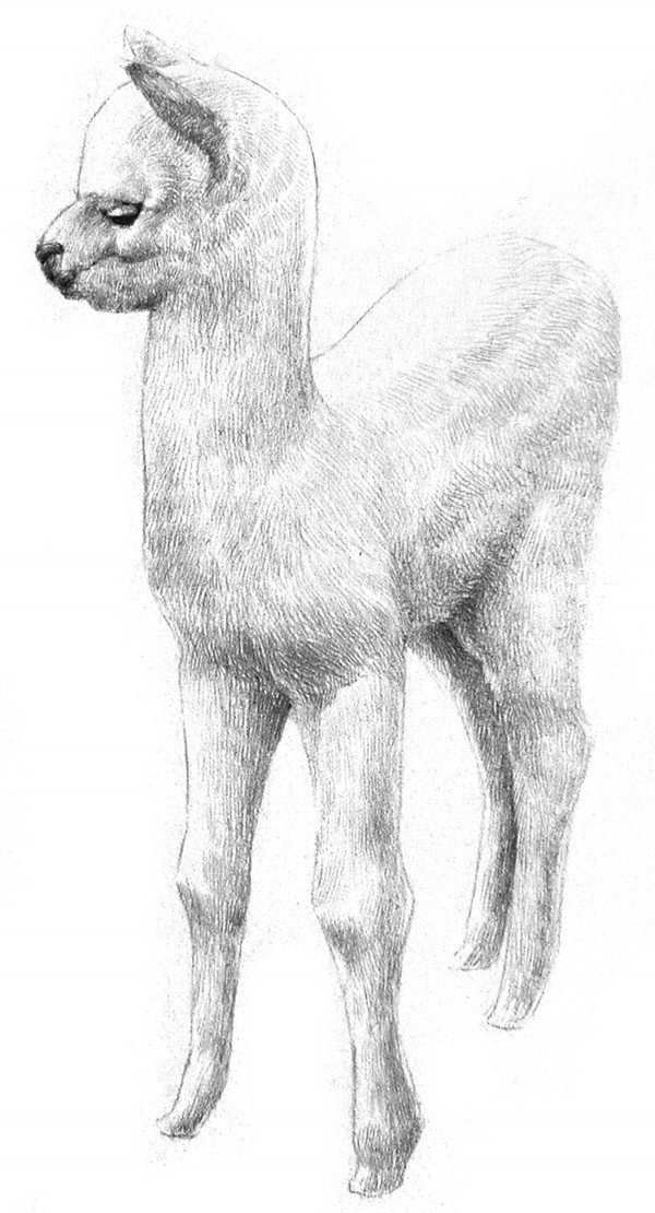 学画画 素描教程 素描动物     6,以同样的方法绘制身体后半部分和两