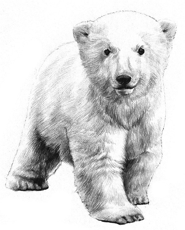 素描小北极熊