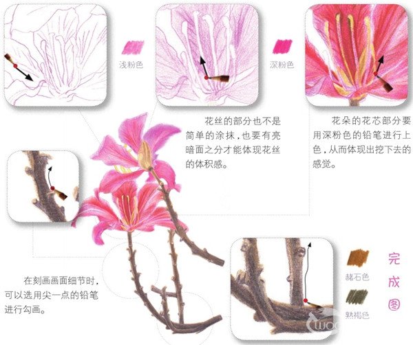 彩铅紫荆花的绘画技法(9)