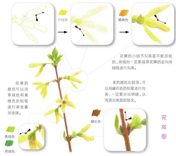 彩铅黄色迎春花的绘画技法(5)