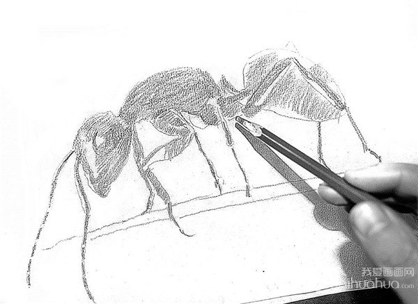 素描 小蚂蚁